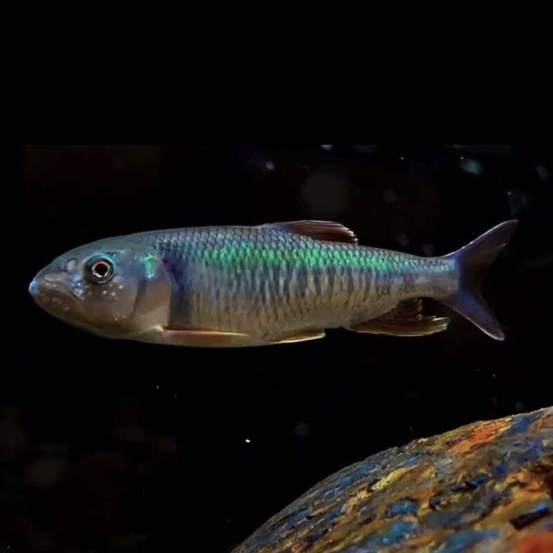 野采原生鱼溪流鱼冷水鱼马口鱲 马口3-8厘米五条