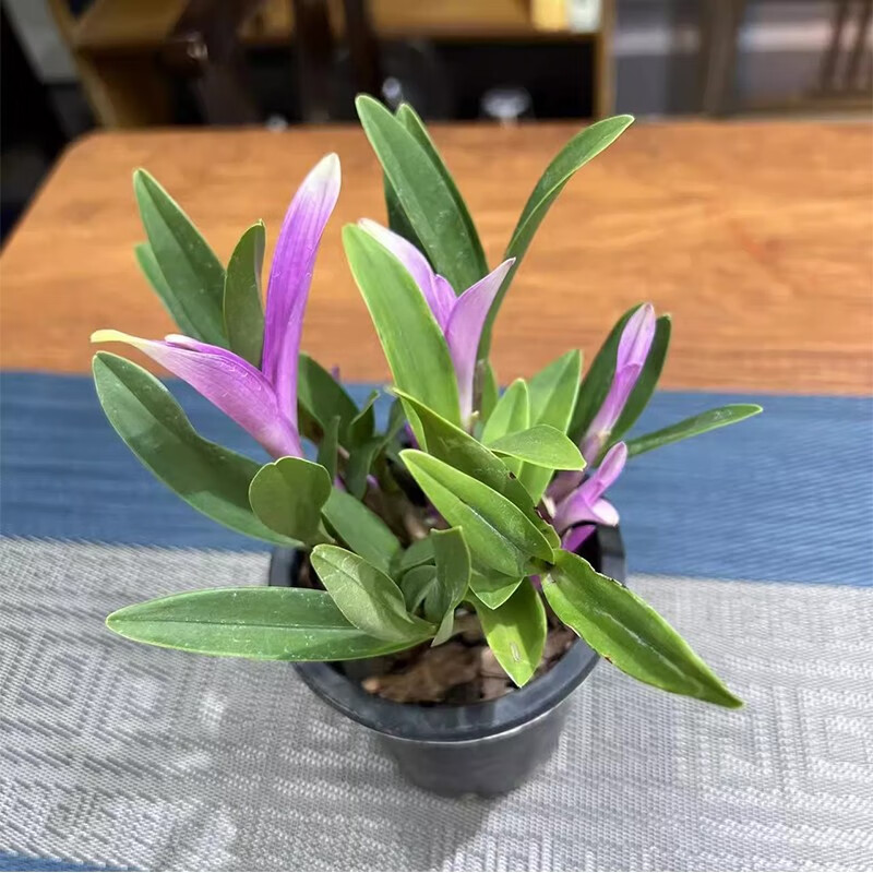 劉閣蘭花七彩香水石斛兰花现带花苞好养绿植浓香型石斛内外花卉盆栽