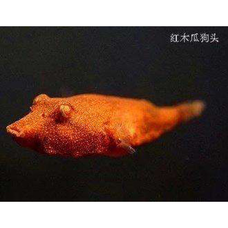 红木瓜狗头鱼尼罗河木瓜狗头小众类鱼抖音网红热带观赏宠物鱼赤兔马 4