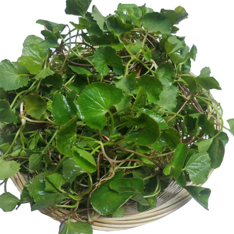 凯史甘斯 中草药新鲜积雪草野生雷公根广西食用野菜崩大碗中药材现摘