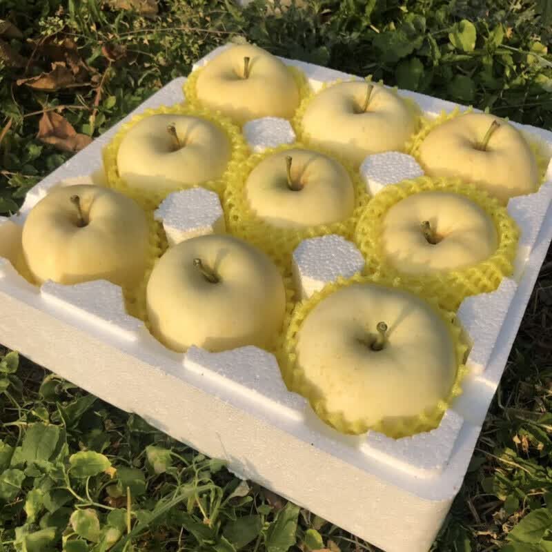 山东烟台奶油黄富士4.5斤