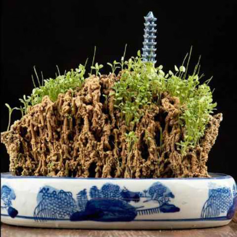 假山草种子山石草上水石小草盆景草种子吸水石草种子四季常绿小草