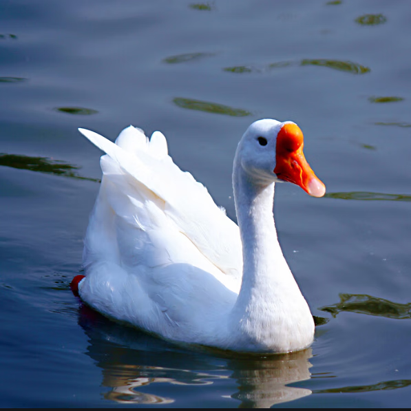 鹅活体产蛋鹅仔白狮头产蛋王四季鹅三花鹅批发苗 1斤左右高产蛋鹅 3母