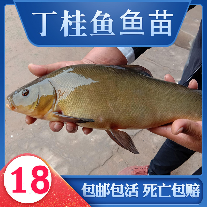 丁桂鱼苗淡水水花食用养殖淡水稀有冷水好养活欧洲鳜鱼活体 丁桂鱼3