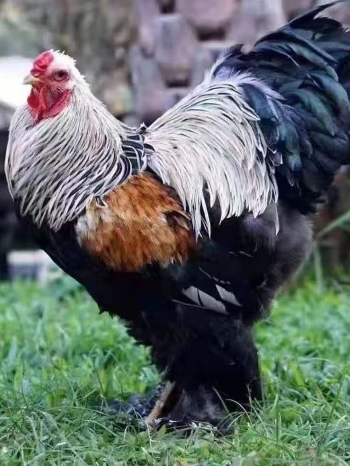 正宗纯种婆罗门鸡活大种鸡巨型梵天鸡半斤小鸡脱温观赏鸡 4只(公母