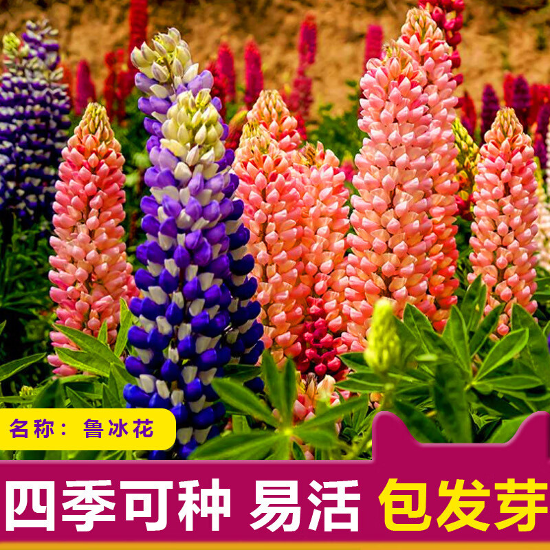 冷落草鲁冰花种子四季播种易活开花卉室内外阳台盆栽植物羽扇豆花种籽