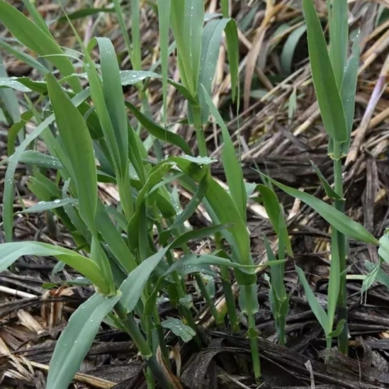 卓天(zhuotian)绿洲一号草种菌草绿洲一号2020防沙绿洲一号农民牧草