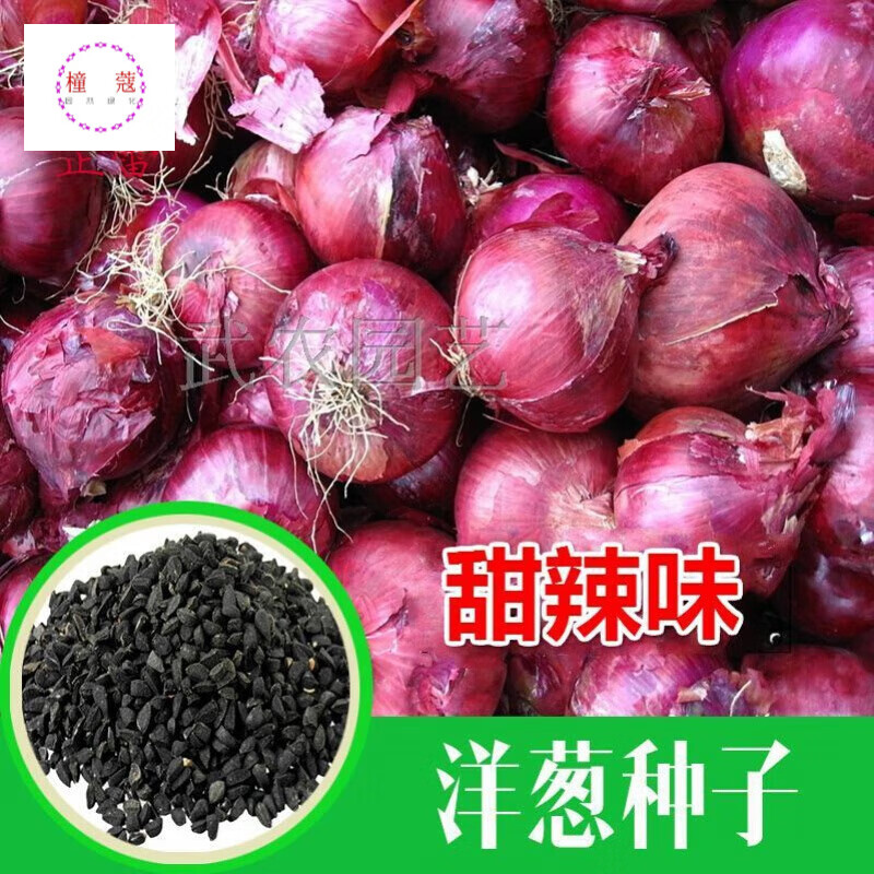 传统有机红皮洋葱种子 儿时洋葱味道 紫皮圆葱 味甜辣 蔬菜种子 原装5