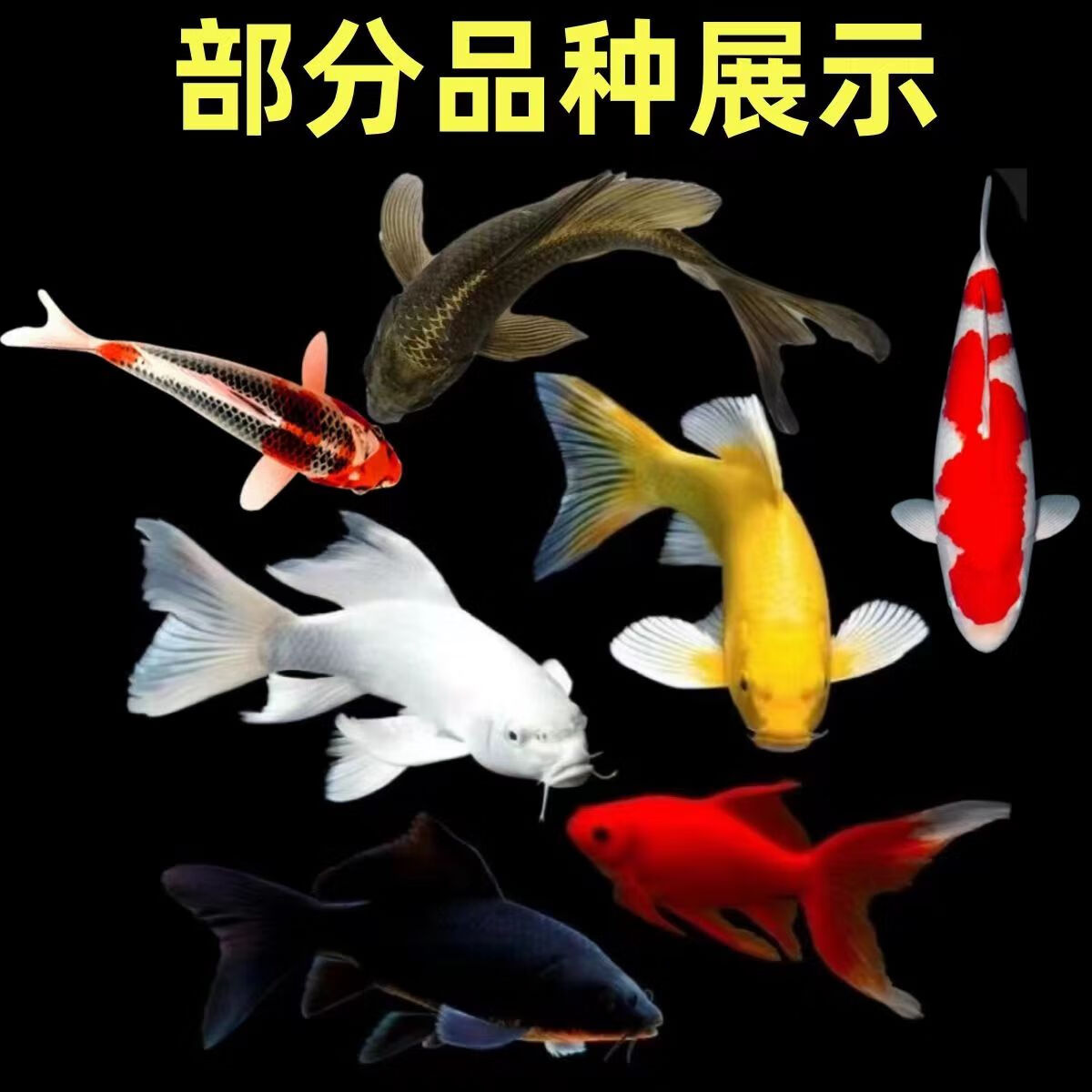 贝冠奇锦鲤活鱼观赏鱼活体淡水冷水鱼易活好养景观鱼红白锦鲤鱼 随机4条(11-13厘米)练手锦鲤