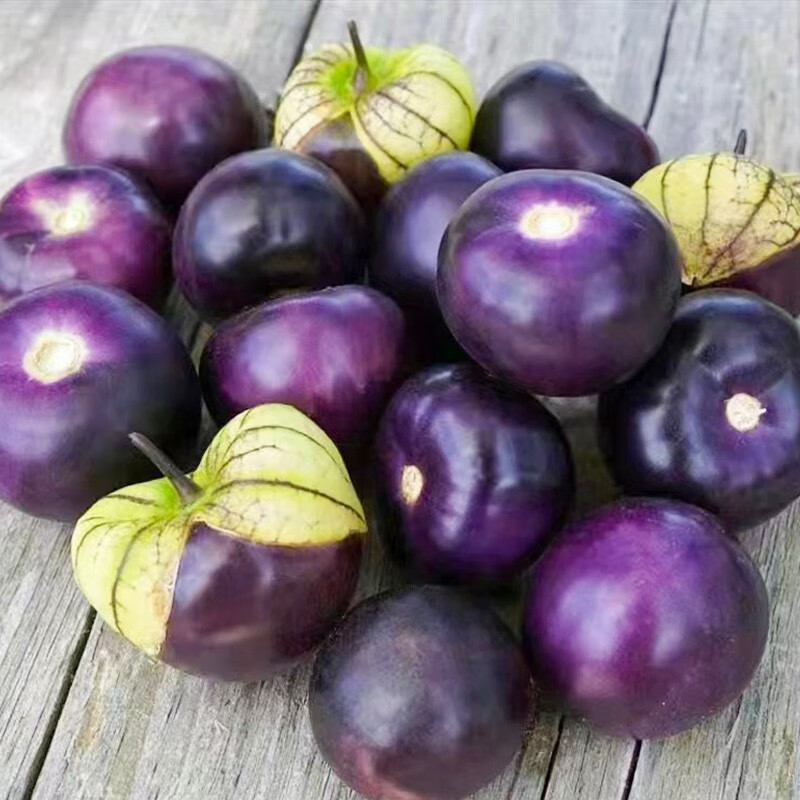 种菜记 大紫姑娘种子大鼻子怪味紫菇娘果大紫桃东北毛酸浆紫姑娘果