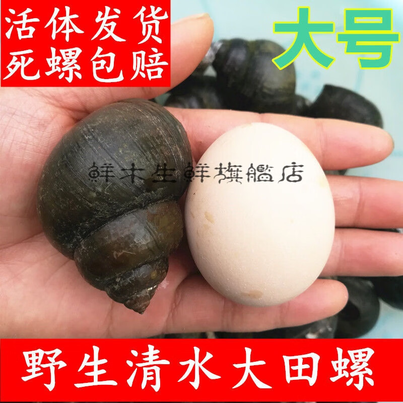 鮮木 大號(hào)新鮮田螺活體活的石螺泥螺螺螄粉螺絲肉鮮活螺螄 大號(hào)3斤