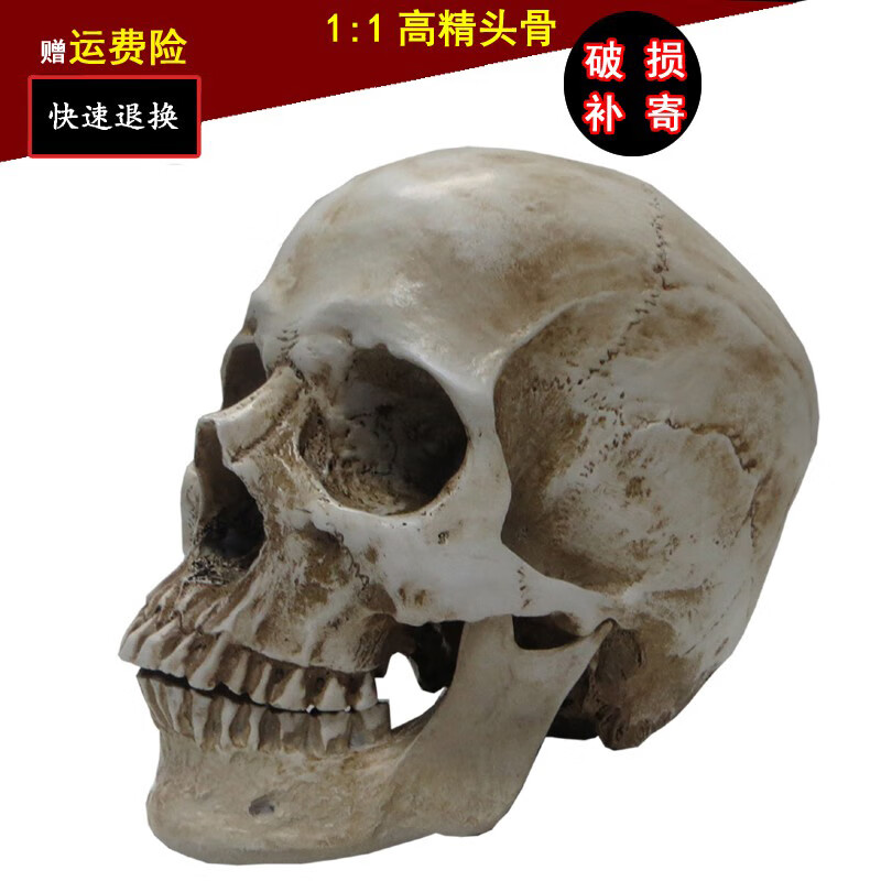 1比1树脂骷髅头骨骼绘画人头颅艺用人体肌肉解剖模型美术中性