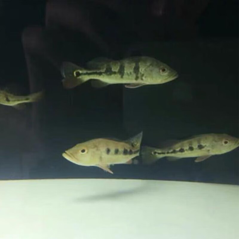 巴西亚鱼活体三间鱼五间热带观赏鱼起头巴西亚大型银龙包活 巴西亚 9