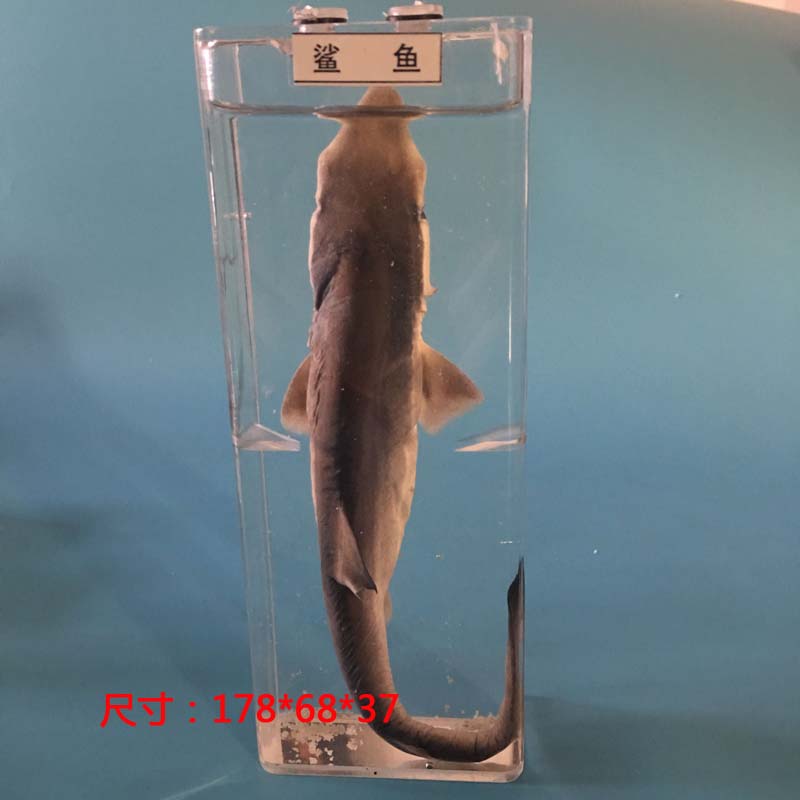 标本海洋生物真实动物盒鲨鱼鲫鱼海螺蜗牛螃蟹虾蜘蛛蛙的发育浸制 桔