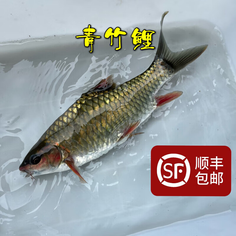青竹鲤鱼苗红脸竹鲃鲤凤仙子锯齿原生冷水5-35℃顺丰 5-7厘米10条