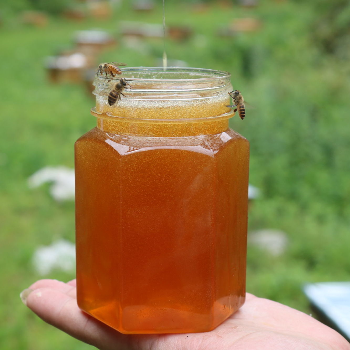 蜂蜜纯正农家自产自销原蜜土蜂蜜枣花蜜洋槐蜜百花蜜深山峰蜜沁溪