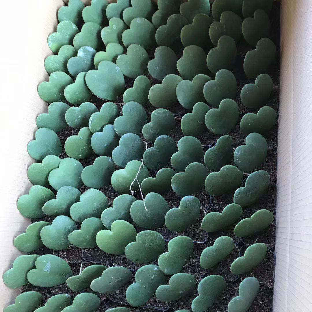 一片爱心室内阳台办公桌面四季养植物心叶球兰植物 【1棵】一片心多肉