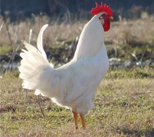 顺丰大公鸡活的白毛鸡纯白现货大白小白公鸡纯白色散养土鸡笨 四斤