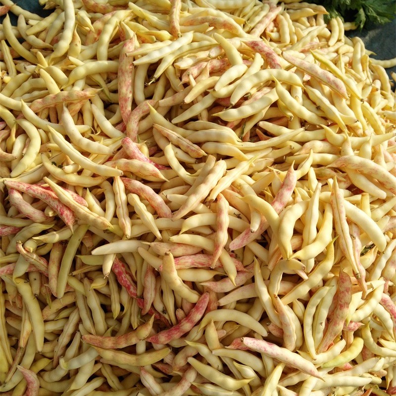 凤鸣雅世东北黄金钩红金钩豆角种子春秋耐寒芸豆蔬菜籽四季播种东北油