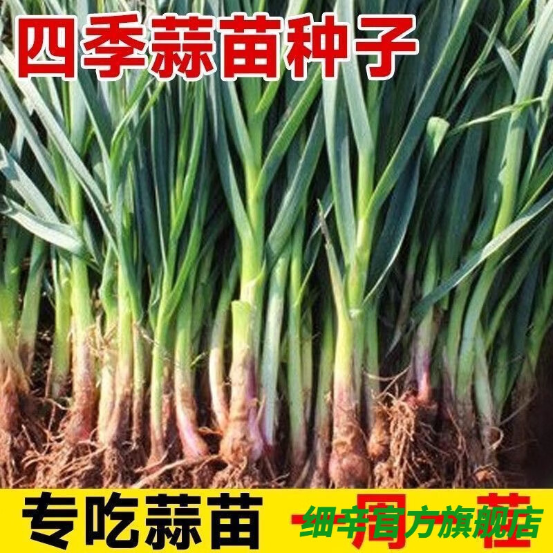红头香蒜种子一年四季可种三茬红根红皮春季 【新种】红根蒜苗种子