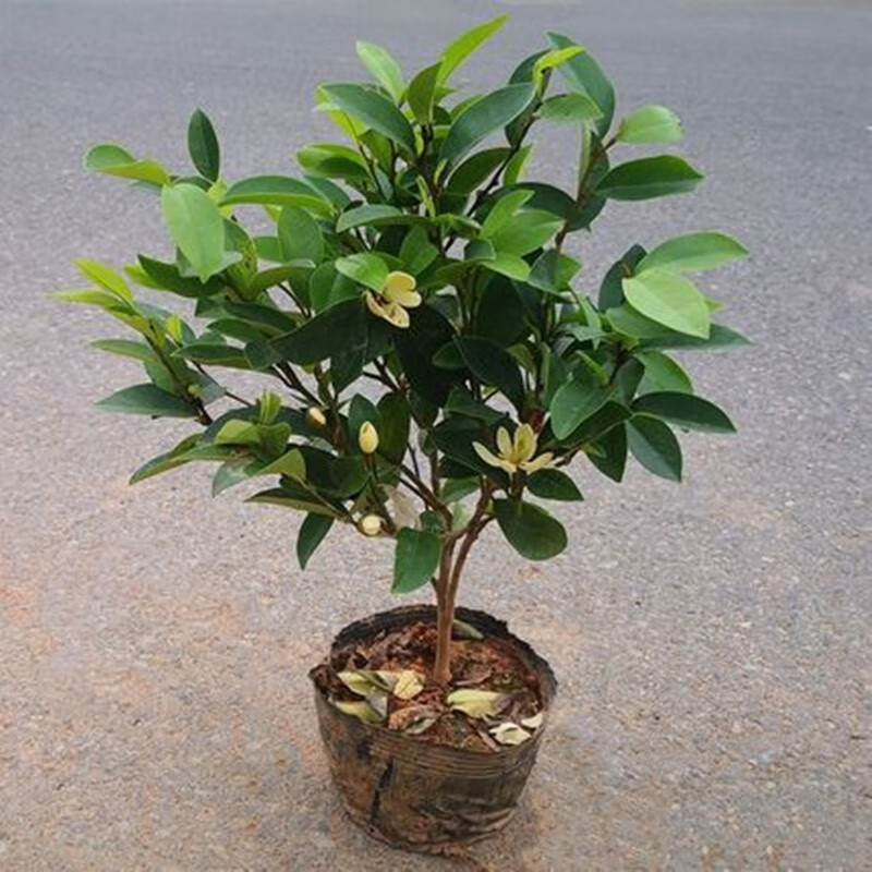 凝慧含笑花苗庭院阳台盆栽地栽四季浓香花卉绿植含笑树苗 含笑花3年苗