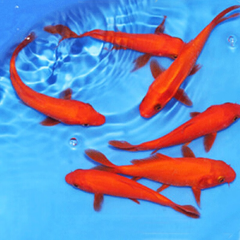 损】锦鲤活鱼观赏鱼活体好养耐活冷水淡水鱼日系锦鲤金鱼 3条红色火鲤