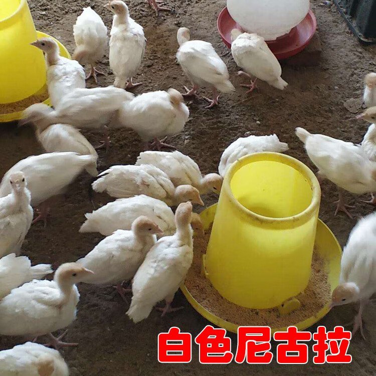 1月龄青铜火鸡苗2只(公母备注)