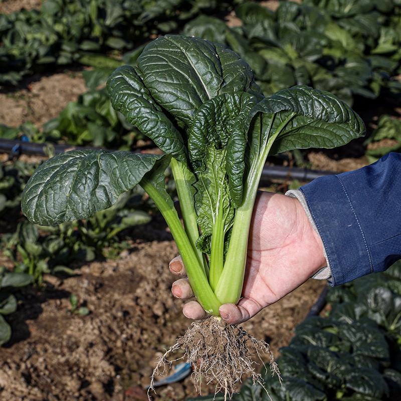 黑叶油冬菜种子耐寒黑油白菜杭州油冬儿冬春季季青菜籽家庭大田 皱叶
