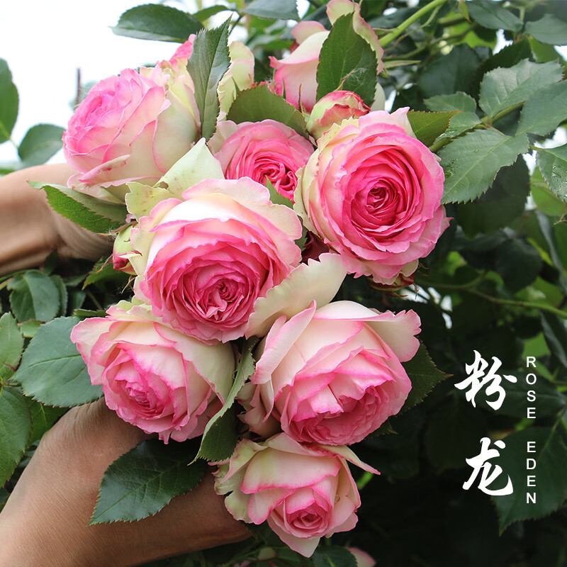 畷园 粉色龙沙宝石爬藤蔷薇月季花苗别墅庭院攀援爬墙藤本欧洲月季