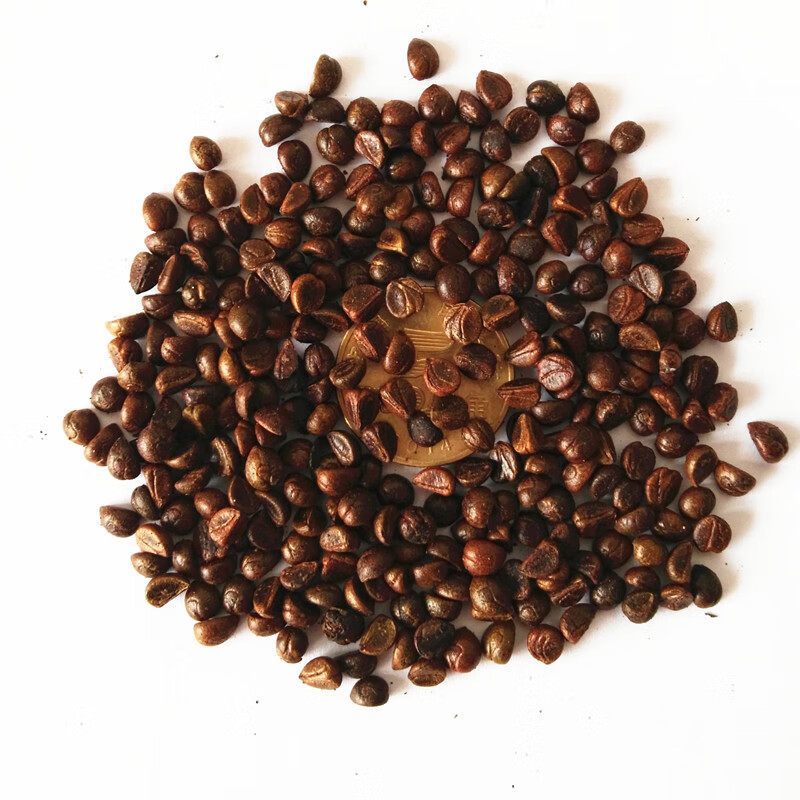 上客来新采爬山虎种子 五叶地锦种子 秋天变红爬墙虎四季种护坡绿化北