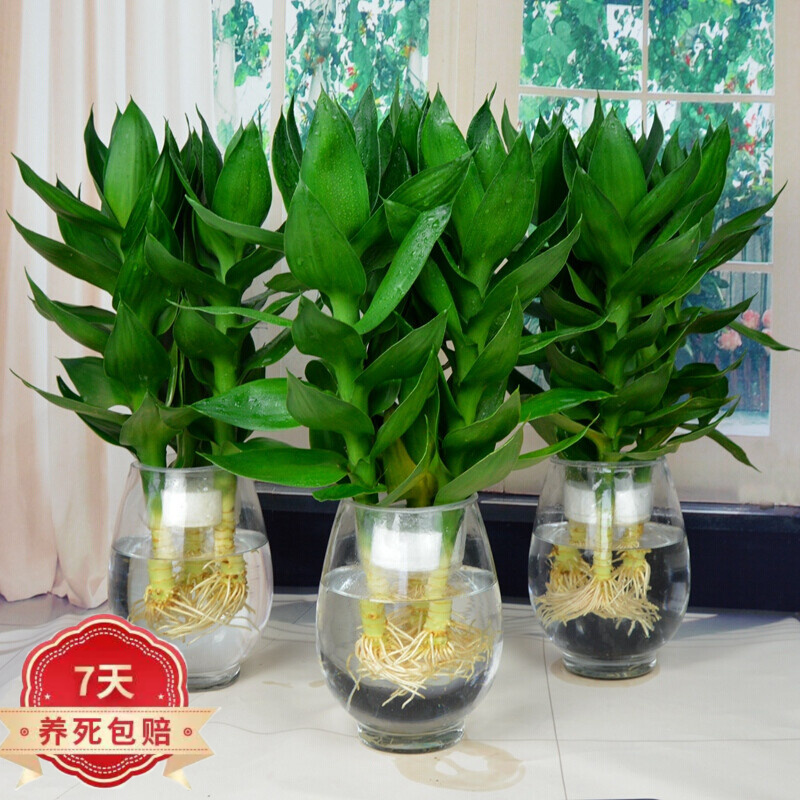 购优汇观音竹 观音竹盆栽富贵竹绿植室内居家摆放水培植物盆栽观叶