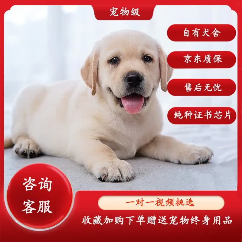 蒂瑞科纯种拉布拉多犬大型犬家养拉布拉多幼犬神犬小七巡回导盲犬宠物狗 宠物级使用感如何?