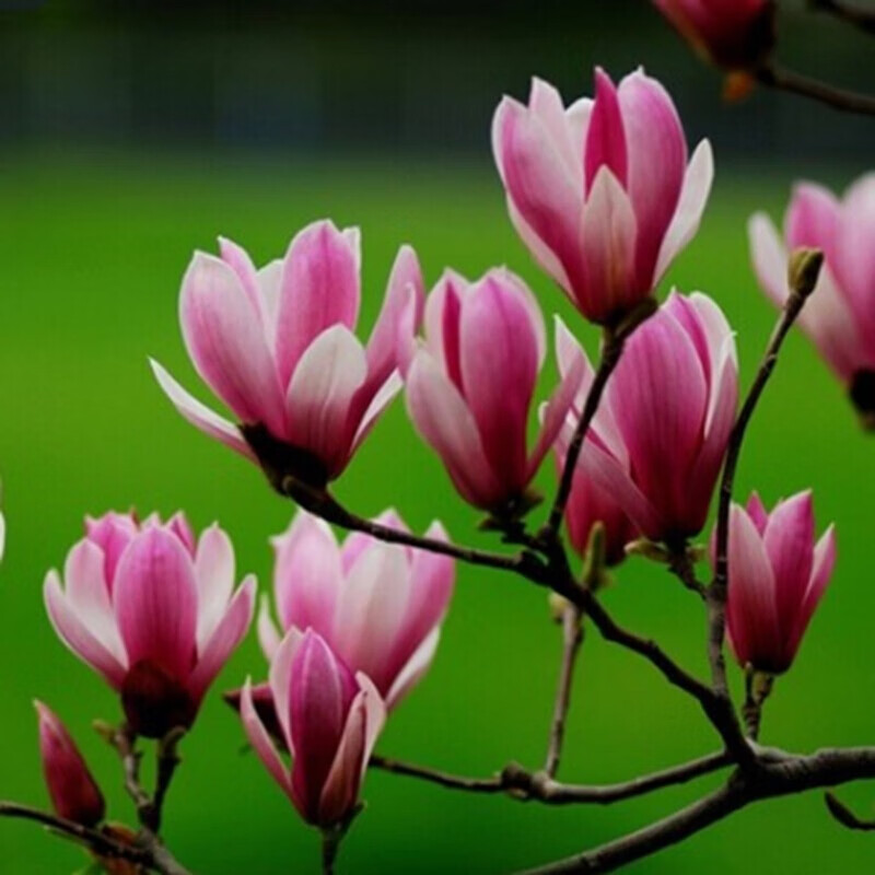 黄玉兰苗广玉兰嫁接玉兰树苗白玉兰树苗 紫玉兰树苗【当年开花】