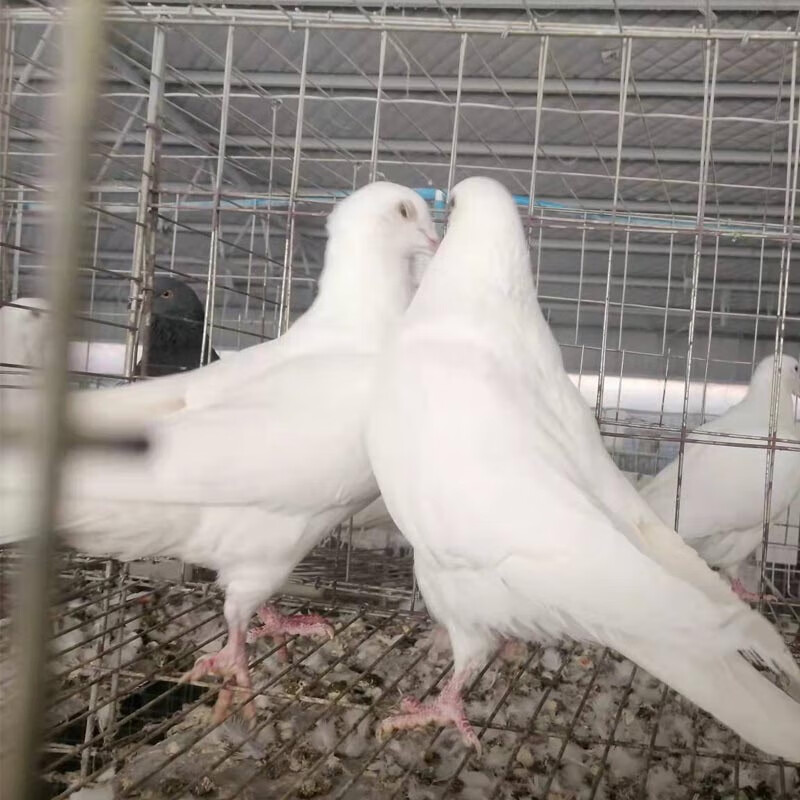 荣郁鸽蛋种蛋新鲜鸽子蛋可孵化受精蛋白羽王鸽银王泰森自别鸽现捡发货