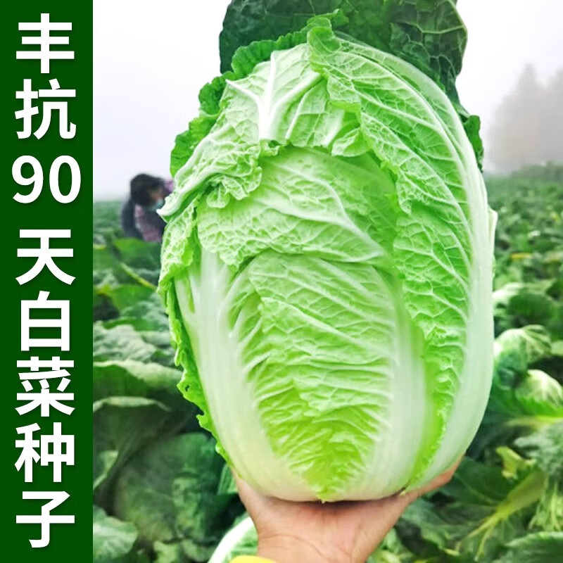 38度抗热大白菜高产不抽薹四季蔬菜种籽50天 丰抗90大白菜种子5g原装