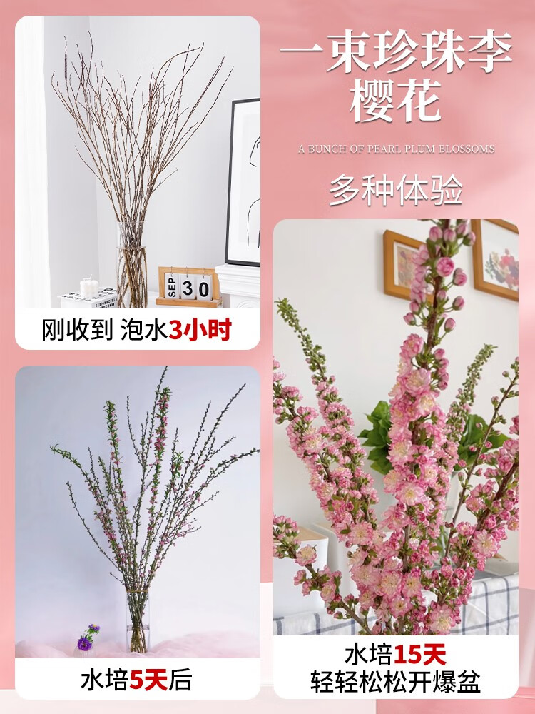 惜林园珍珠李鲜花枝条干枝鲜切花水培植物龙柳室内桃花枝开花雪柳