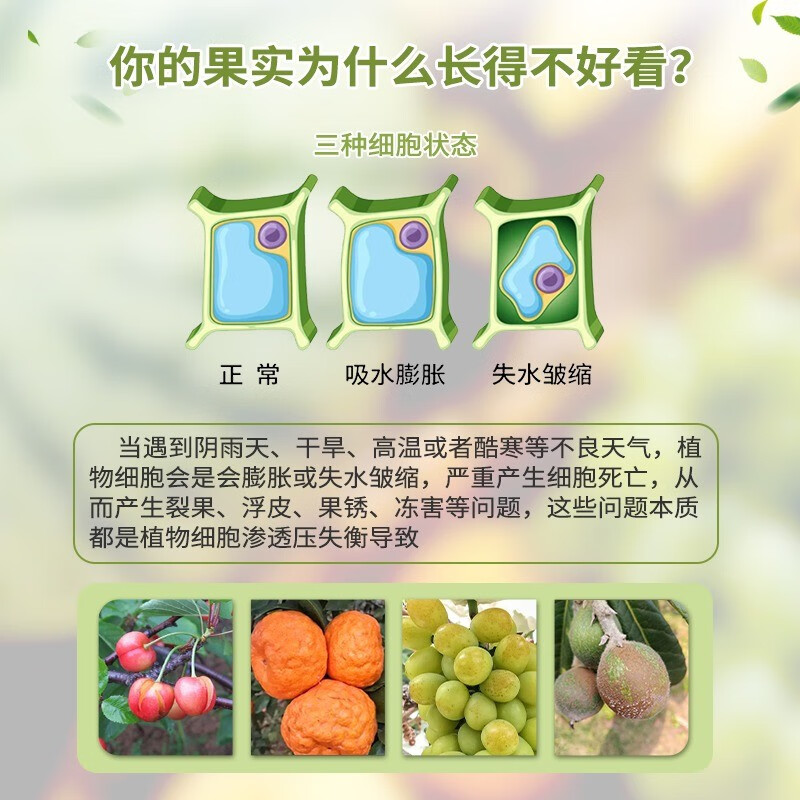 海德龙日本进口昆士汀甜菜碱樱桃防裂果 阳光玫瑰葡萄亮果剂去果粉果绣 200g/袋