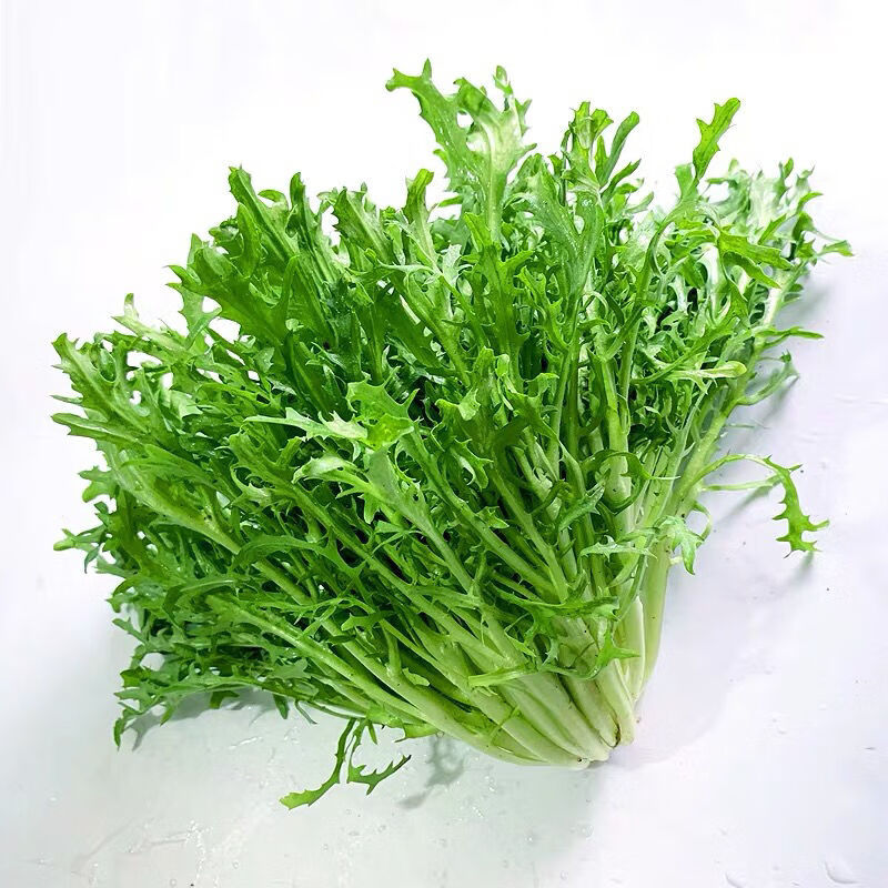 精品苦菊500g 新鲜蔬菜沙拉食材 火锅配菜 苦细叶苦叶生菜狗牙菜 精品