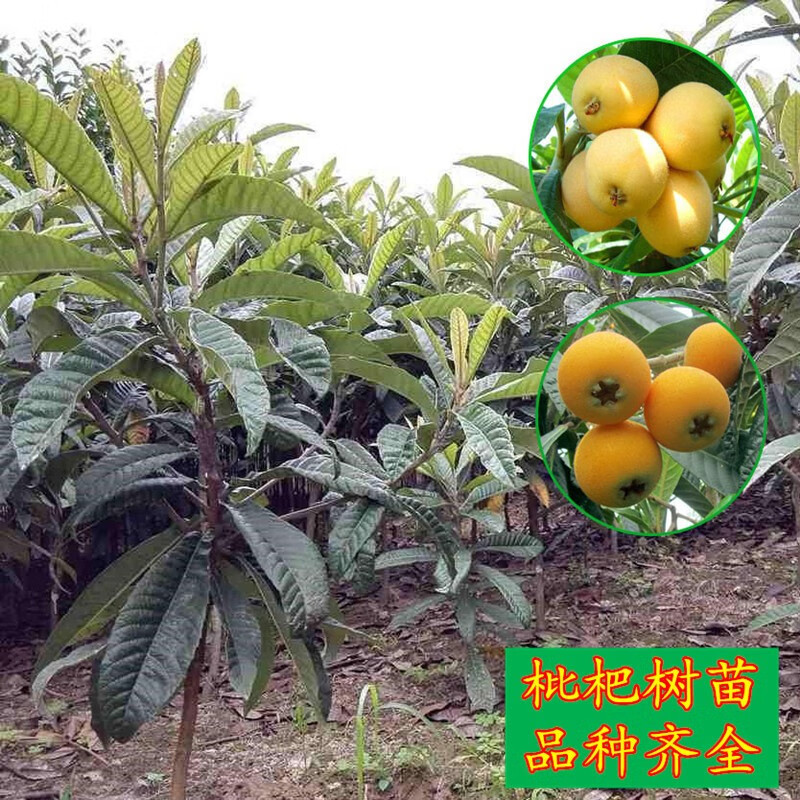 树苗特大无核砂糖大五星耐寒果苗当年结果南北方庭院种植 大红袍枇杷