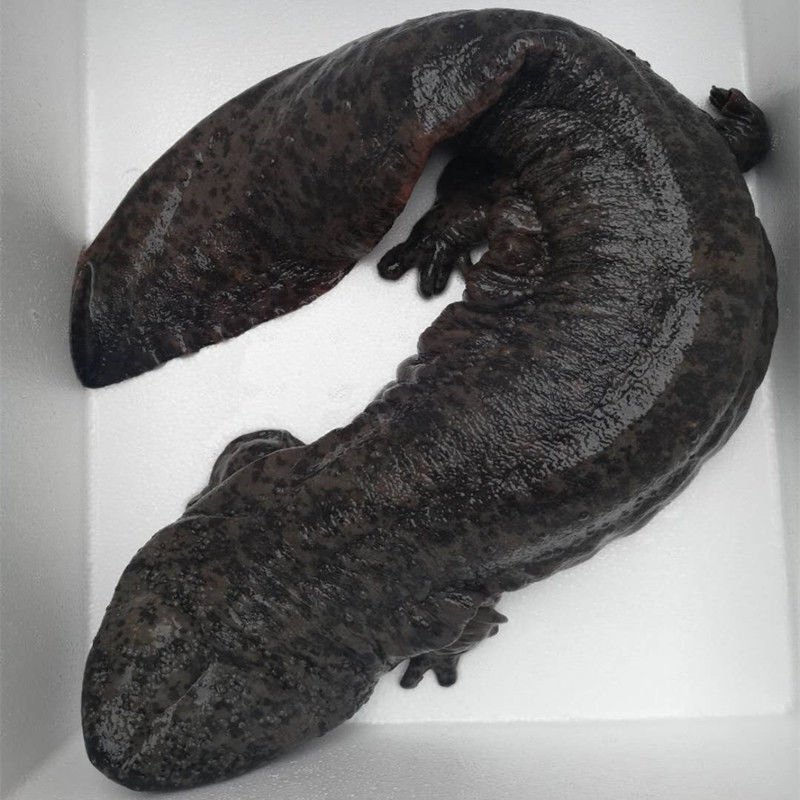 娃娃鱼鲜活食用人工养殖大鲵多规格可选淡水鱼类生鲜  索维奥 精品