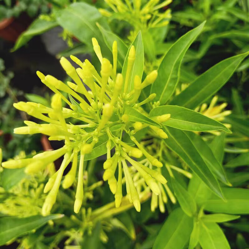 萌肉居夜来香盆栽花树苗浓香阳台花卉植物室内外四季可种/夜来香原盆