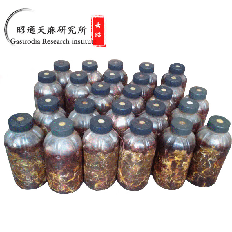 花姬 逍遥绿植天麻菌种蜜环菌树枝密环菌朔果种子苗种植昭通云南精选