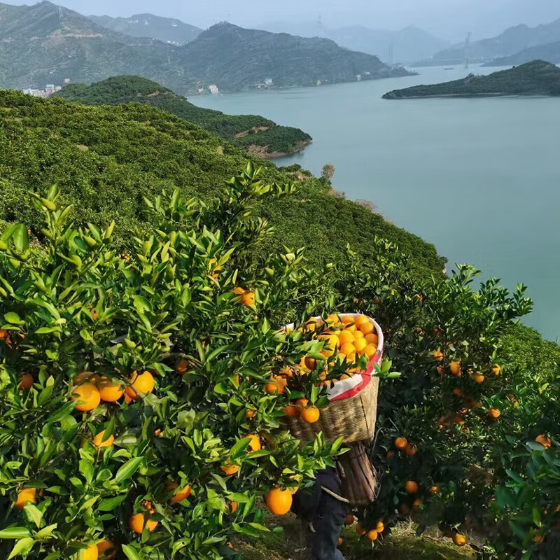 橙世之光自产自销有机肥种植九月红果冻橙现摘新鲜宜昌秭归脐橙子三峡特产 9斤特大果18颗以内