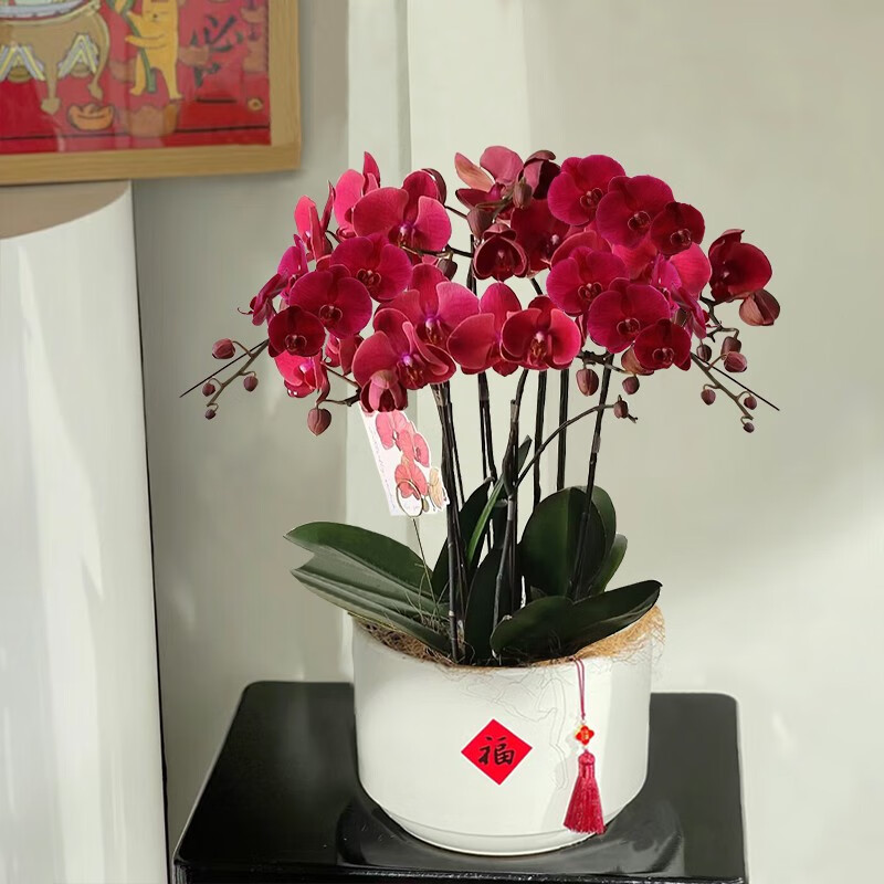 only you【两小时达】红梅蝴蝶兰花苞花剑花盆真花红梅盆栽母亲节礼物