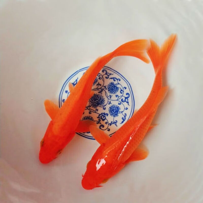 中國紅冷水淡水觀賞魚錦鯉魚活魚金魚小型好養(yǎng)紅鯉魚純種小錦鯉 10-12cm長紅金3條