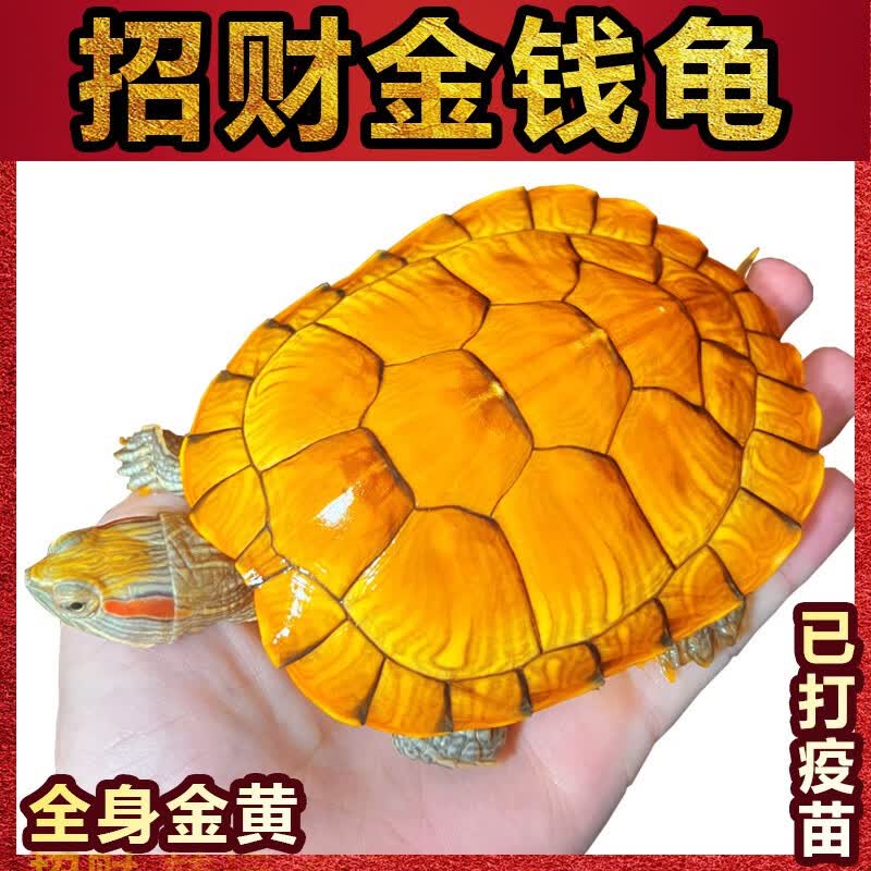 正宗金龟招财金钱大龟观赏黄金龟宠物小乌龟活物大乌龟深水吃菜龟 6厘米  （黄金龟） 情侣一对高性价比高么？
