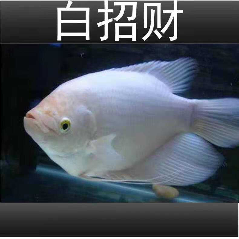 招财鱼战船活鱼正宗红眼白招财鱼中大型热带观赏鱼起头古代战船鱼 红