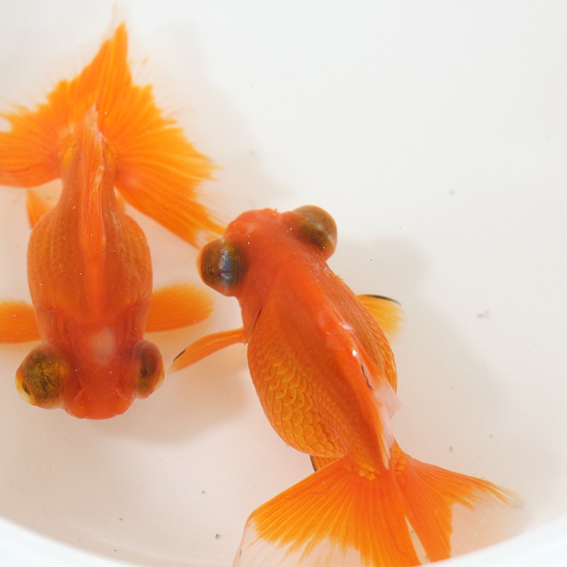 麦叮卡 冷水鱼金鱼观赏鱼淡水鱼 红蝶尾2条(6-8cm)