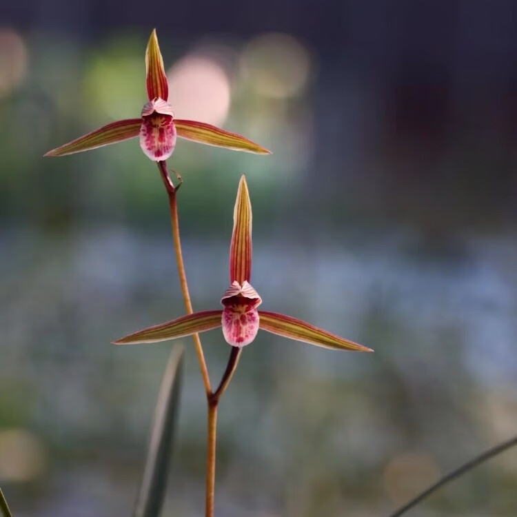 细叶寒兰兰花 雪中红 紫燕 国红 端妍 室内阳台客厅高档兰花绿植 国红