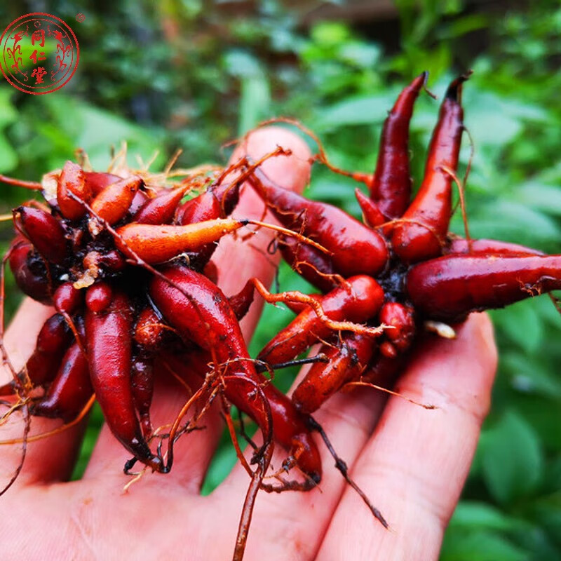 北京同仁堂原料新鲜红活麻根生货泡酒 红线麻红活麻中药材小红麻贵州